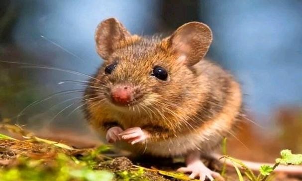 �������ӡ��nω������^�˕���ʲô�����